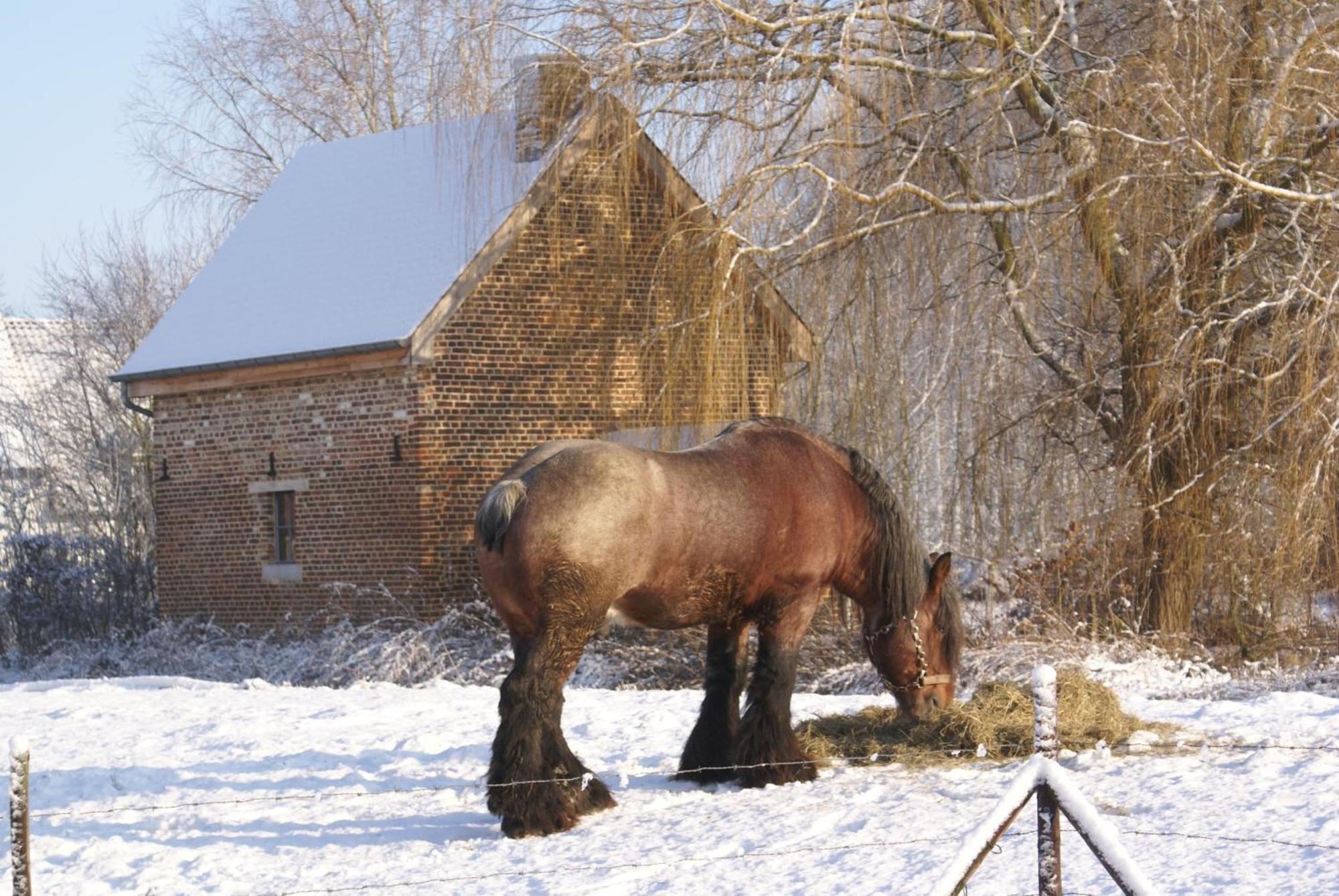 B&B De Metstermolen Sint-Truiden Exteriér fotografie